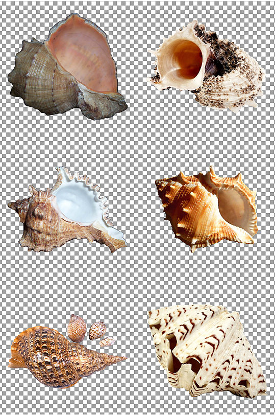 海螺贝壳免扣素材-众图网