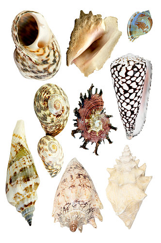 扇贝贝壳海螺素材