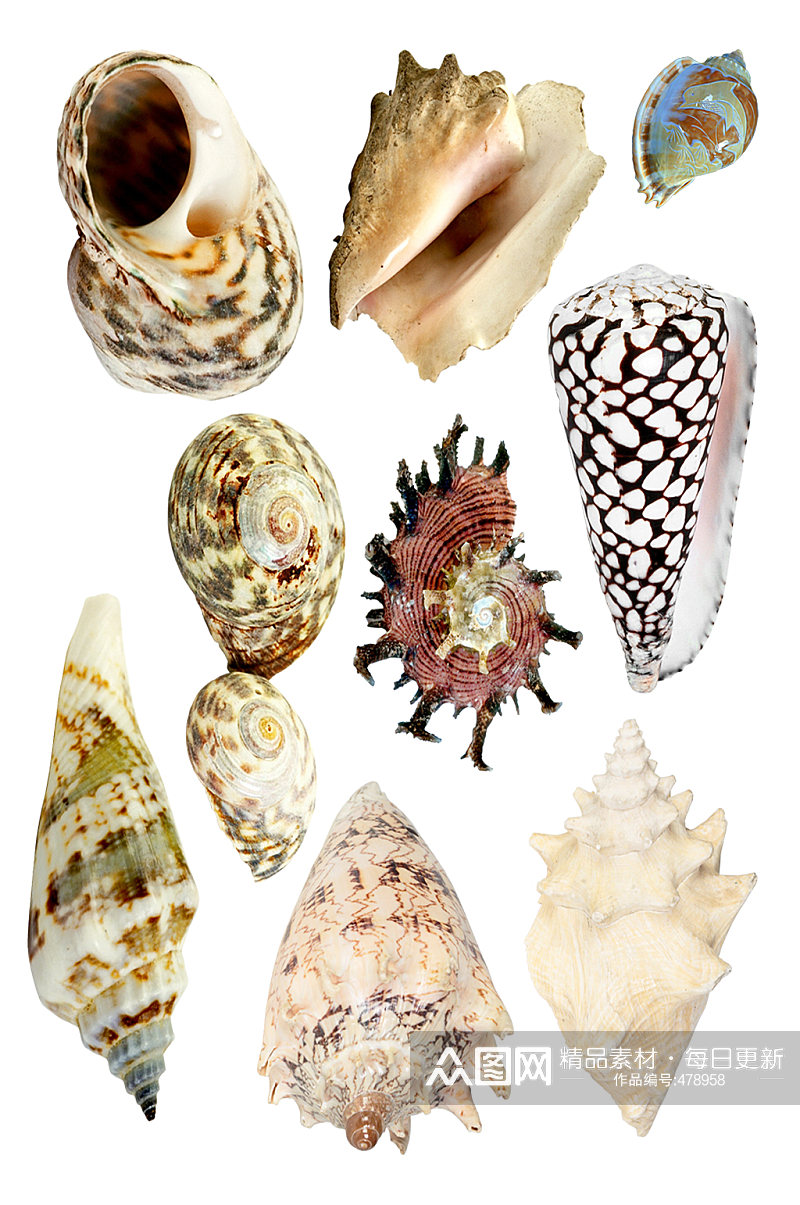 扇贝贝壳海螺素材素材