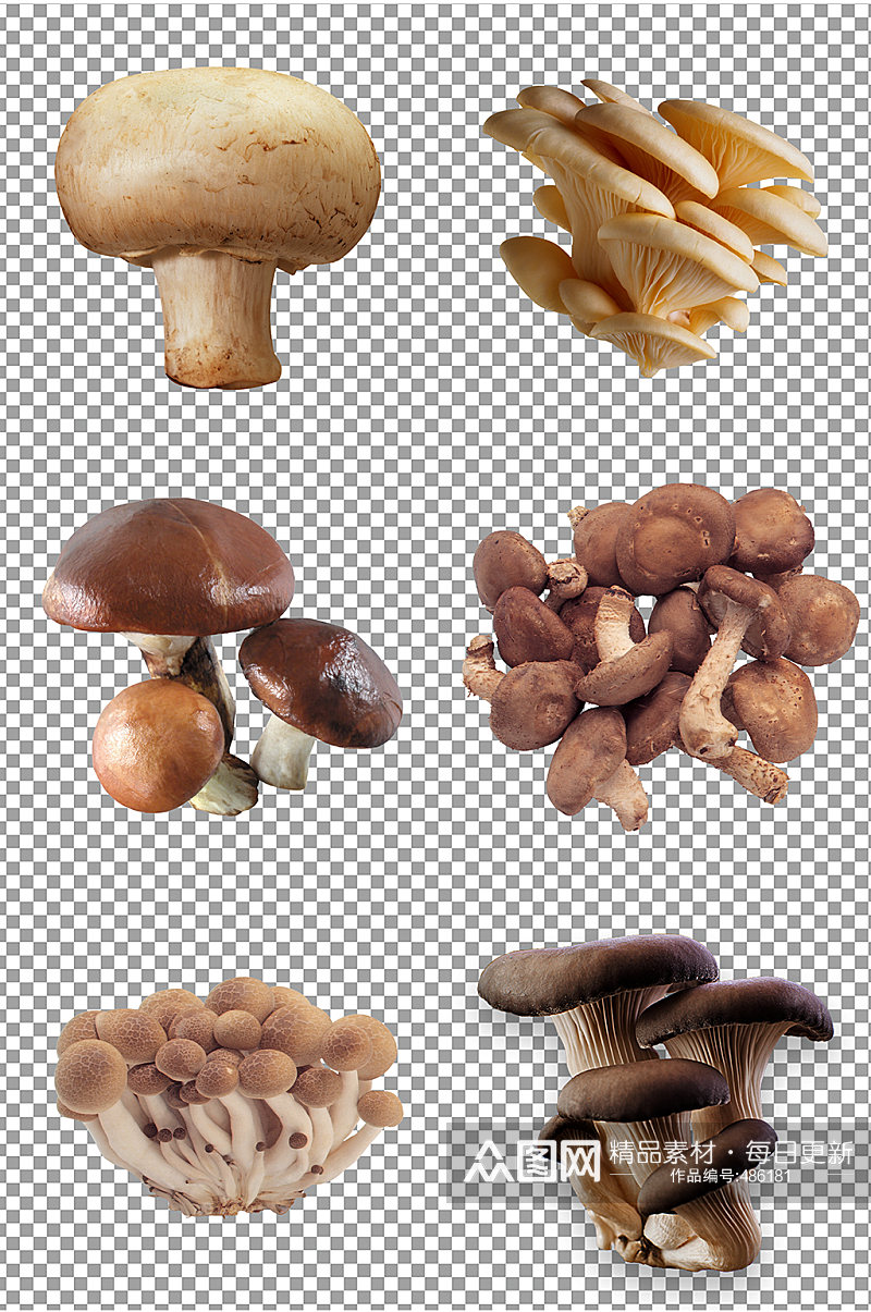 新鲜光滑蘑菇图片素材