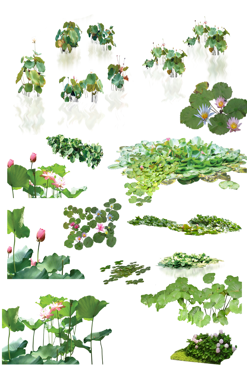 荷花荷叶免扣素材