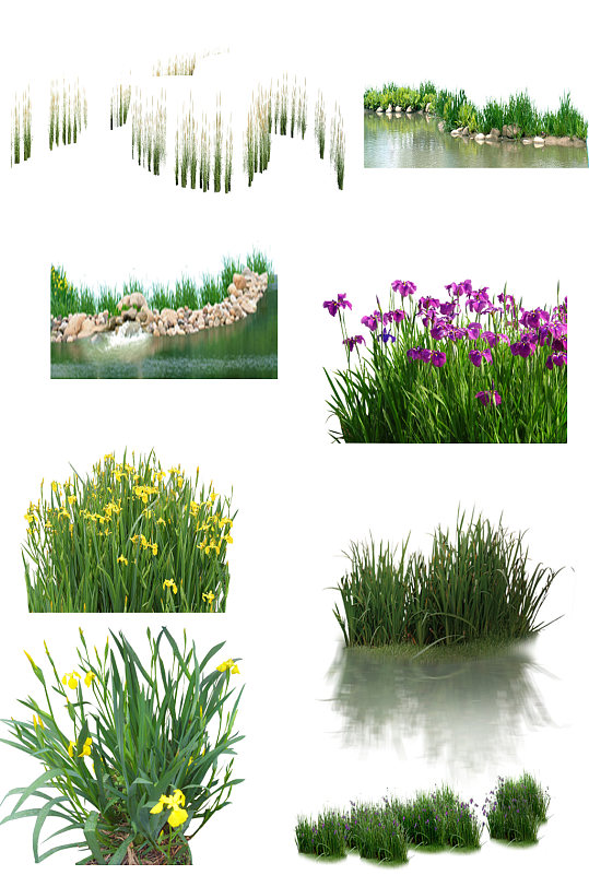 水生植物免扣图片-水生植物免扣素材下载-众图网