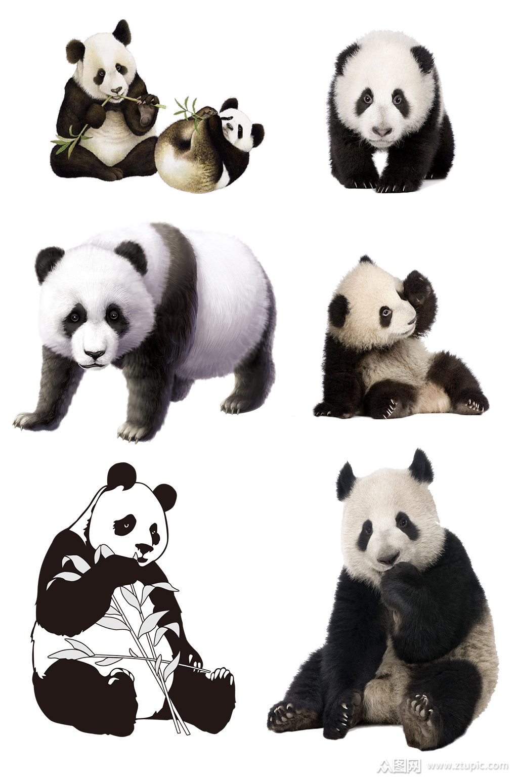 国宝熊猫动物素材