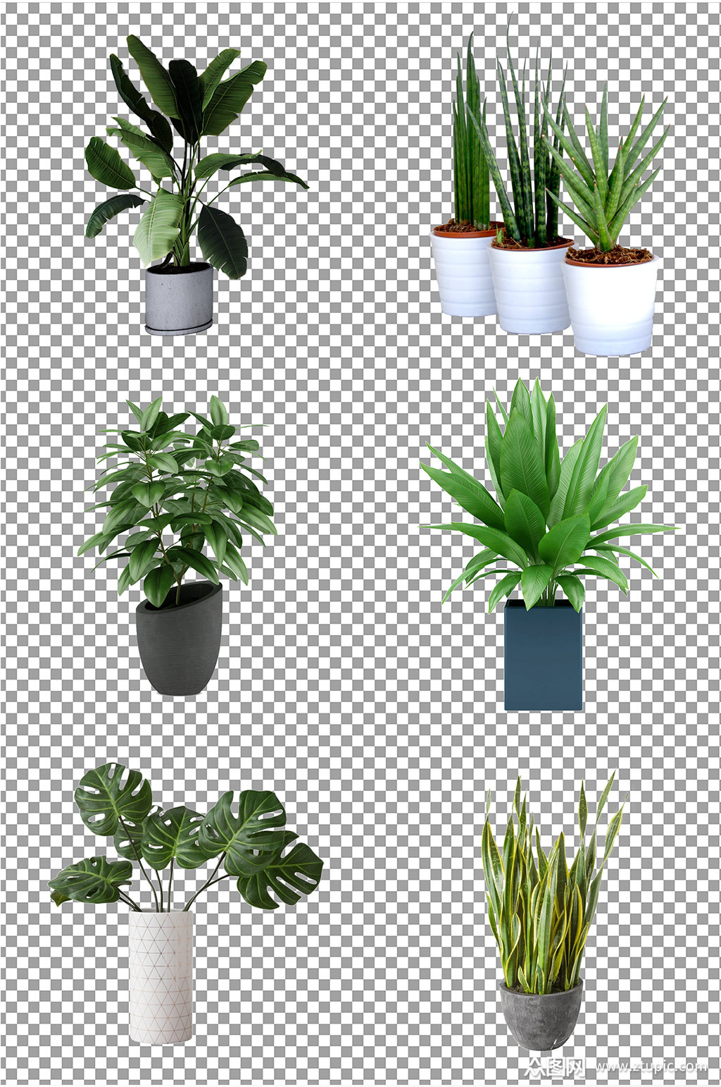 室内盆栽植物图片素材