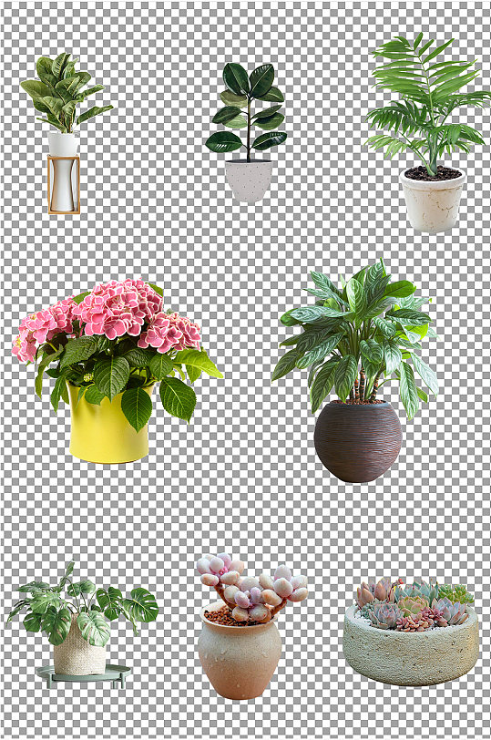 室内盆栽植物图片