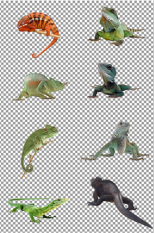 蜥蜴变色龙动物素材