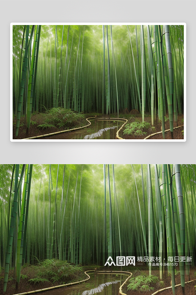 雨后的竹子的美景素材