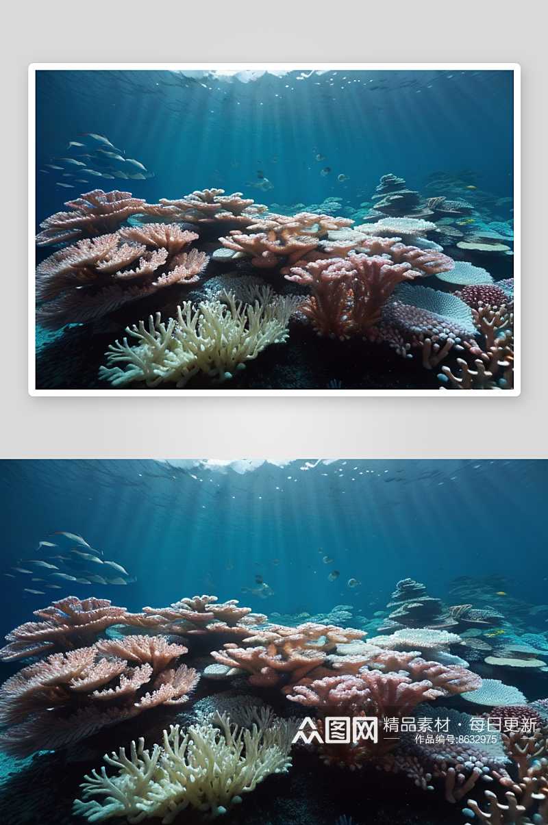 珊瑚的绚丽海底花园素材
