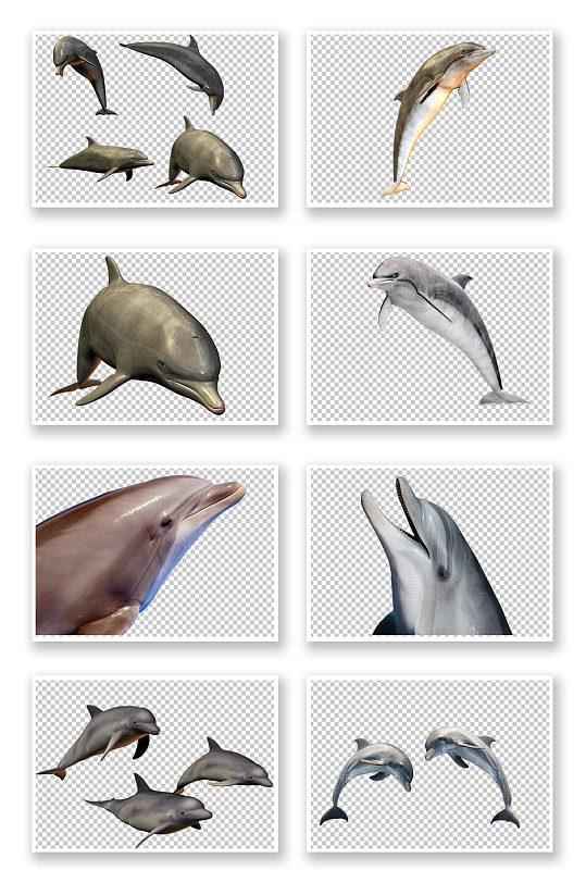 摄像写实海豚PNG元素