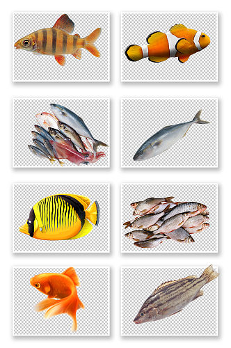 写实海洋生物鱼PNG素材