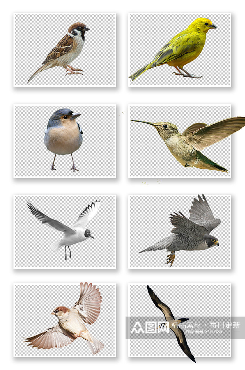 飞禽动物鸟PNG元素素材