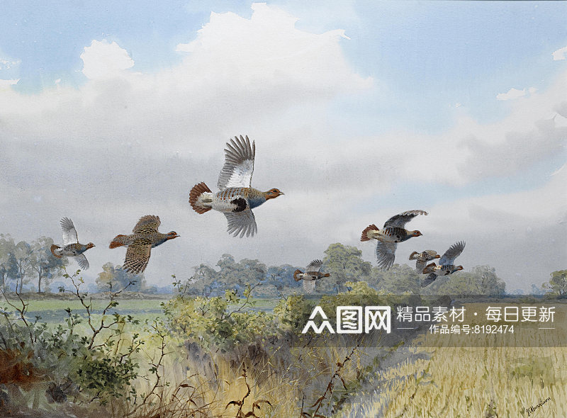 约翰哈里高清飞鸟鸟类油画风景画素材