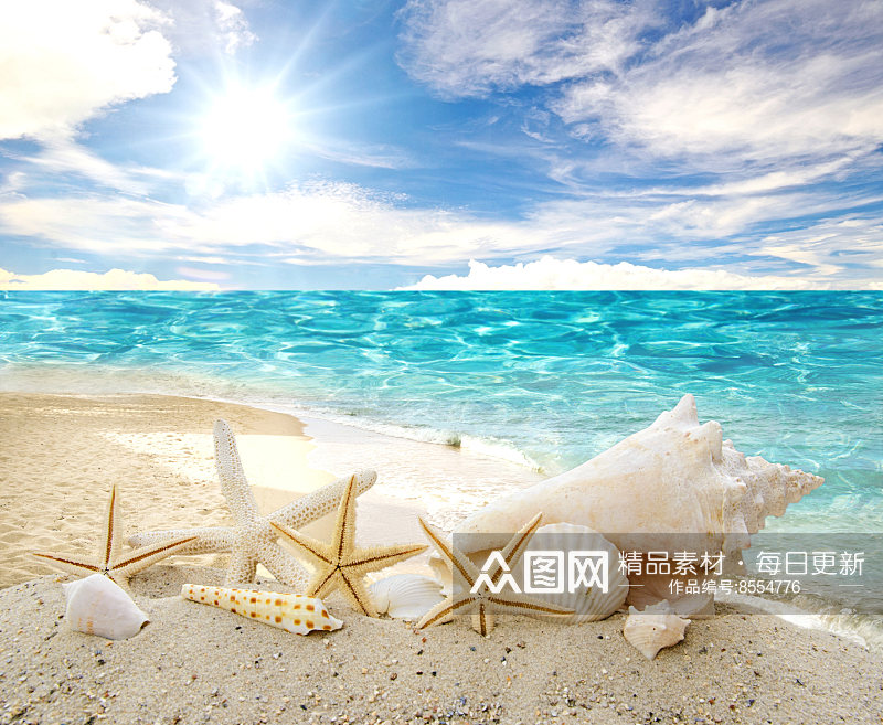 沙滩贝壳高清图片素材素材