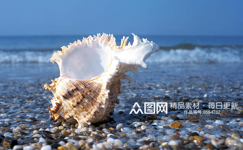 贝壳海景图片素材素材