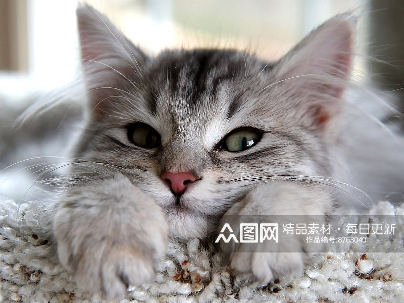 可爱猫壁纸图片素材素材