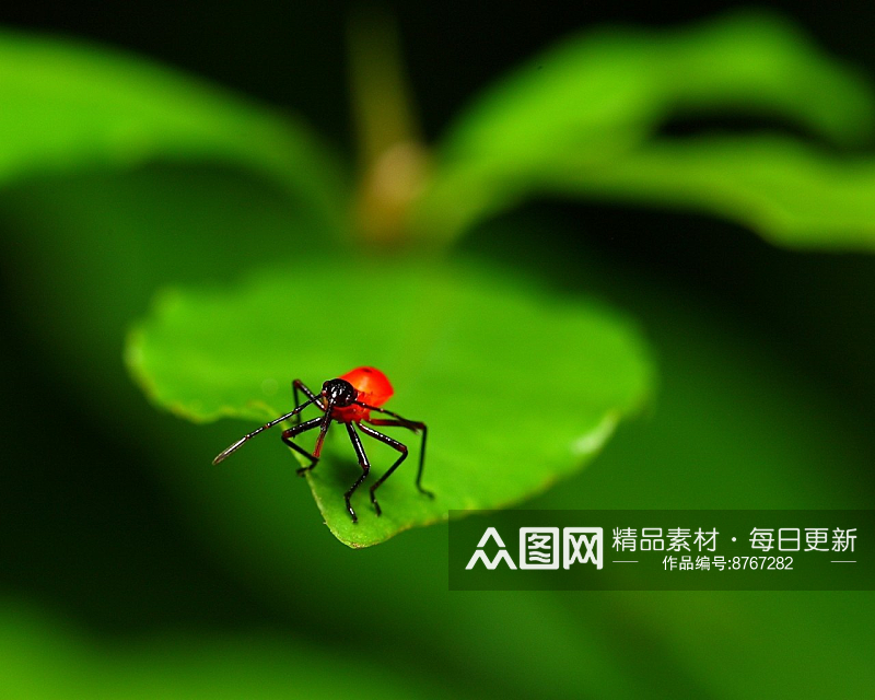 绿色植物唯美壁纸素材