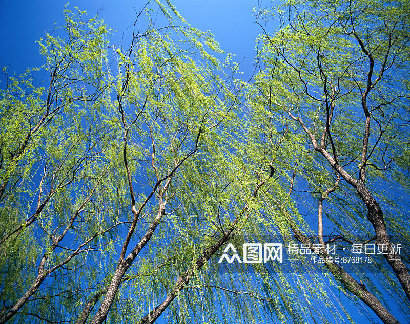 自然风景壁纸树林大树摄影图素材