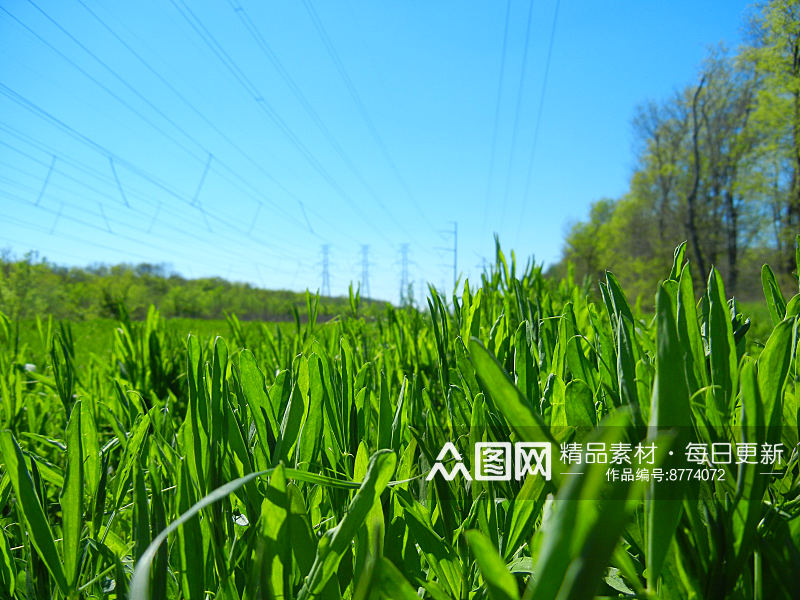 植物草高清摄影图片素材