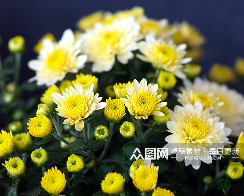 菊花花卉摄影图片素材
