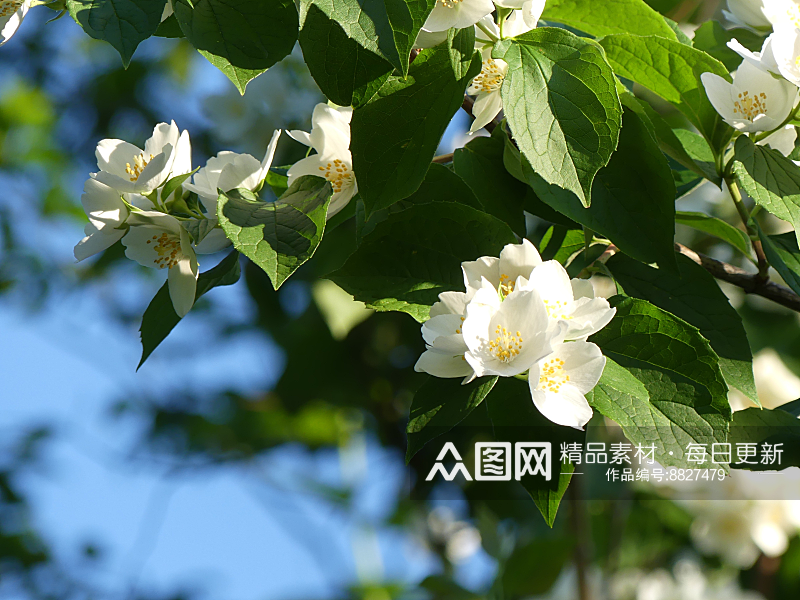 高清花卉茉莉花图片素材