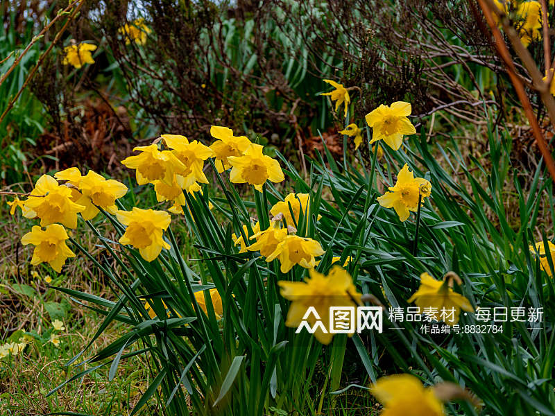 水仙花高清摄影图片素材