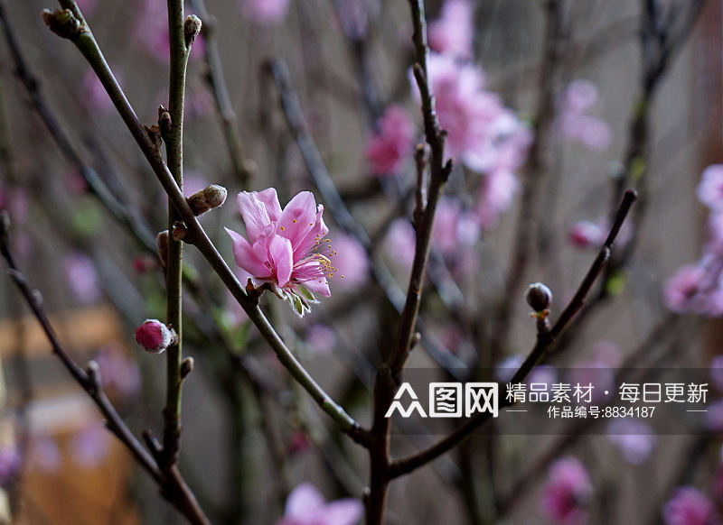 唯美桃花高清摄影图片素材