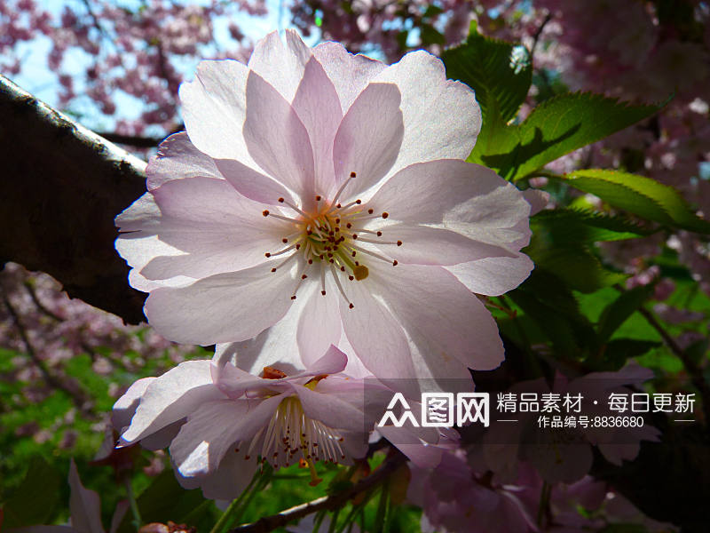 樱花唯美高清摄影图素材