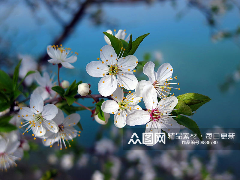 樱花图片高清摄影图素材