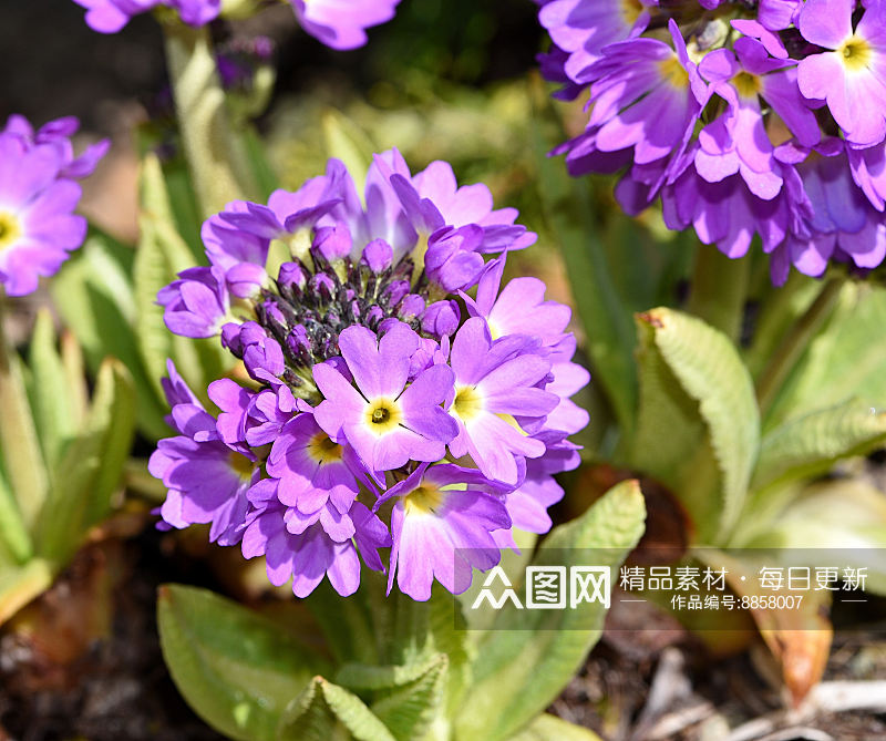 报春花高清鲜花摄影图素材