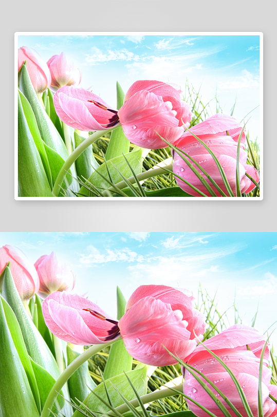 唯美粉色花卉百合花背景墙-众图网