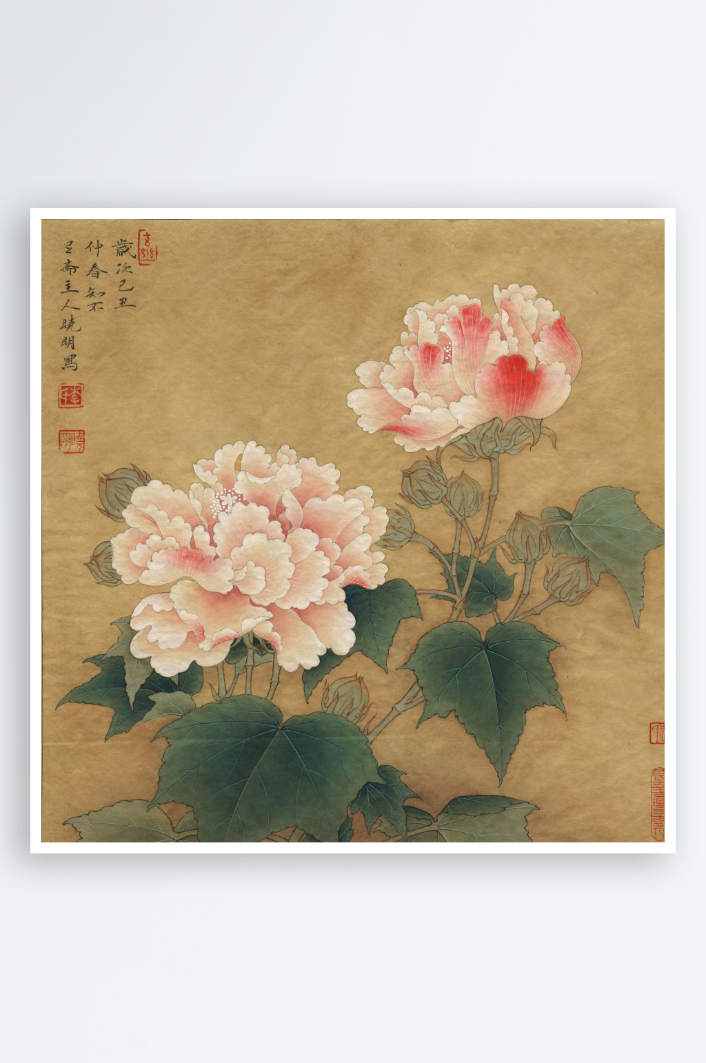 花鳥(niǎo)植物水彩花卉工筆畫(huà)素材