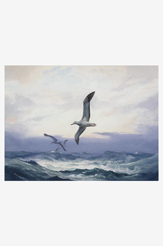 约翰哈里高清飞鸟鸟类油画风景画