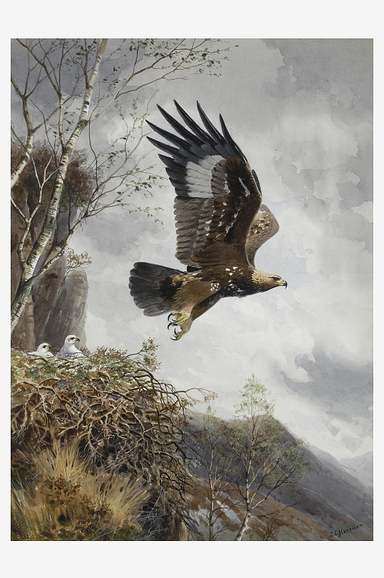 约翰哈里油画鸟类风景画
