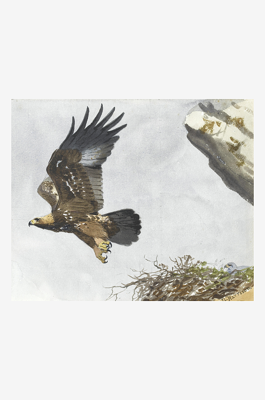 约翰哈里油画鸟类风景画