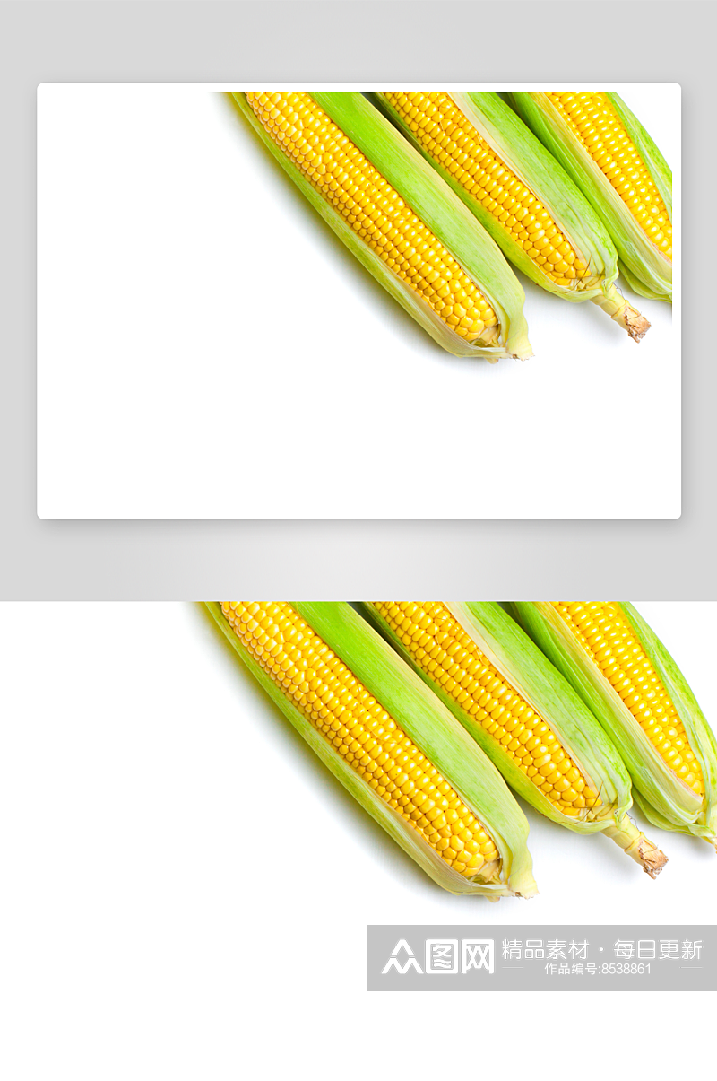 玉米白底图片素材素材