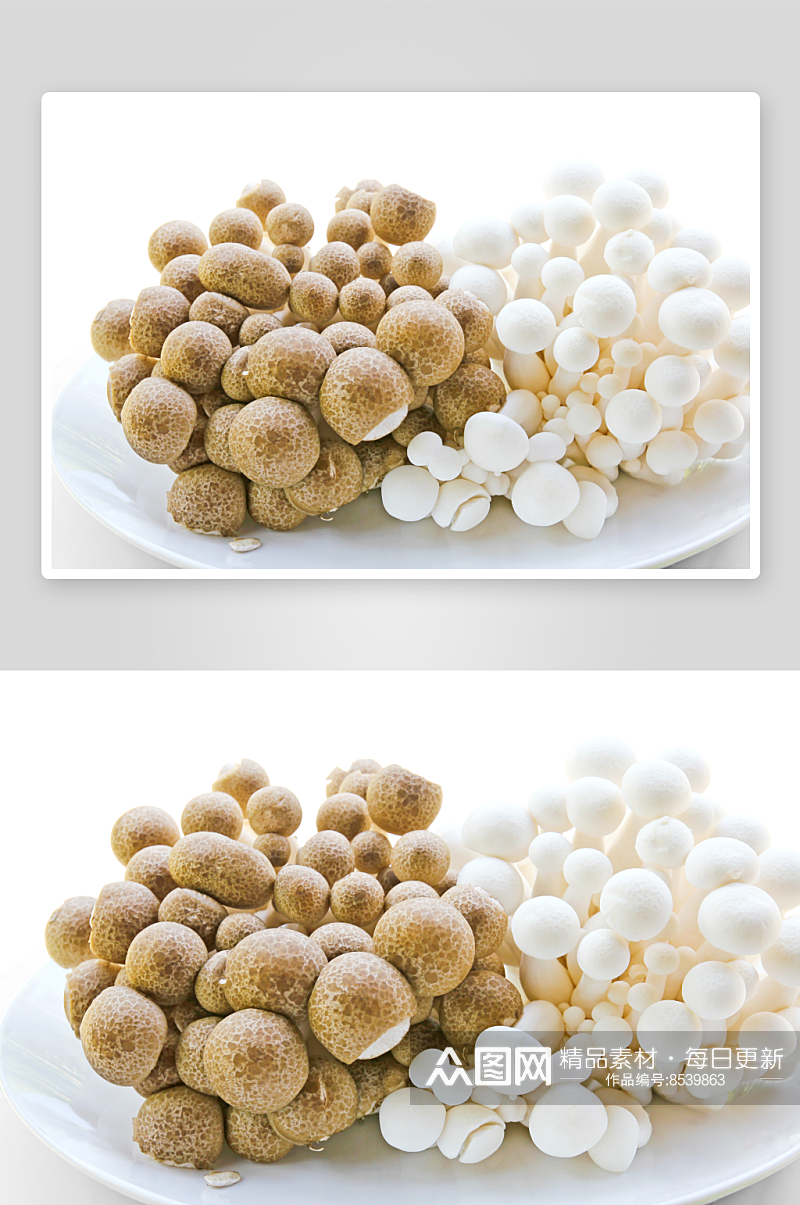 海鲜菇白底图片素材素材