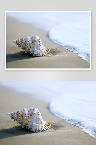 沙滩贝壳高清图片素材