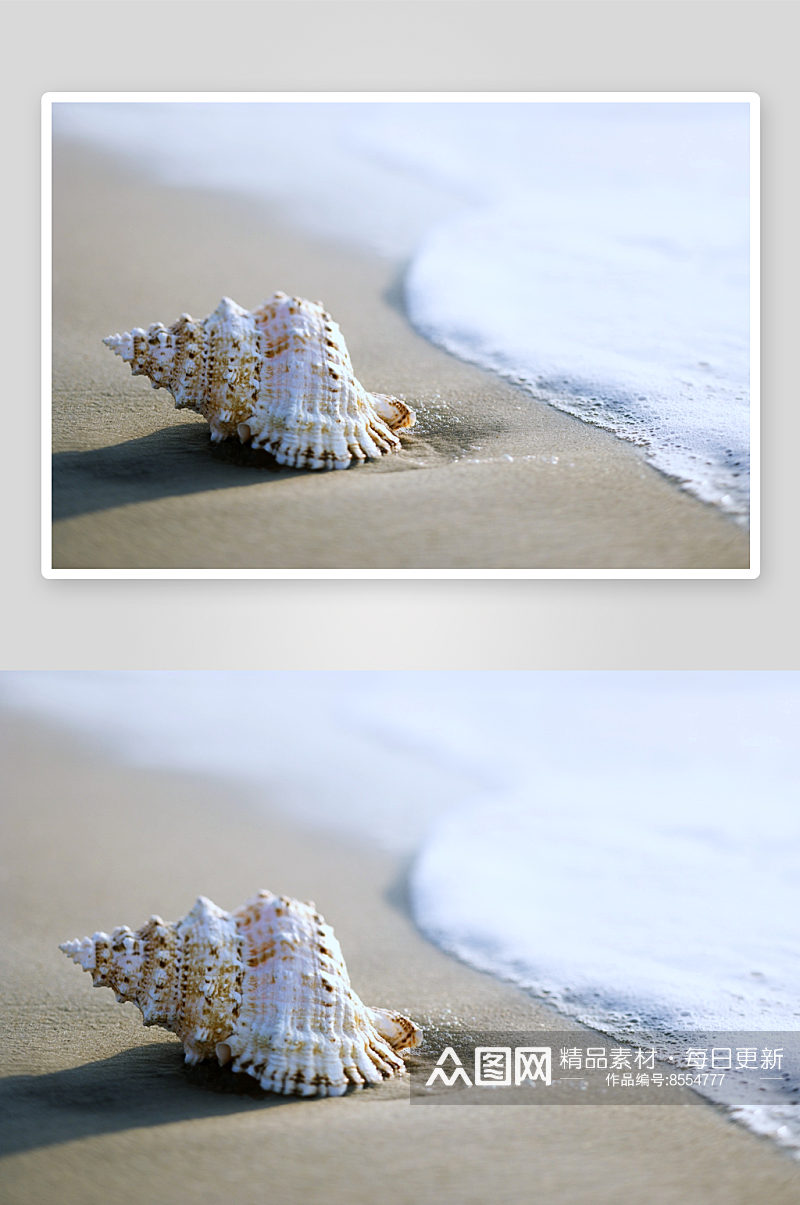 沙滩贝壳高清图片素材素材