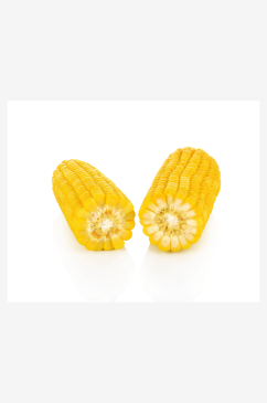 玉米摄影白底图素材