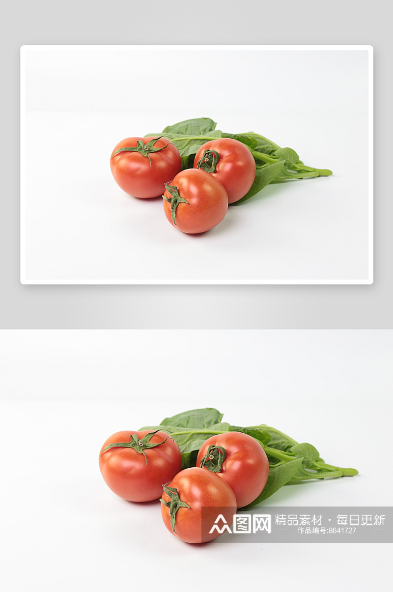 西红柿摄影白底图素材素材