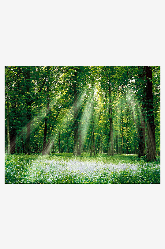 唯美樹林草地風(fēng)景畫壁紙