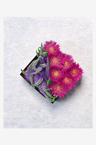 秀色可餐花卉花瓣摄影图