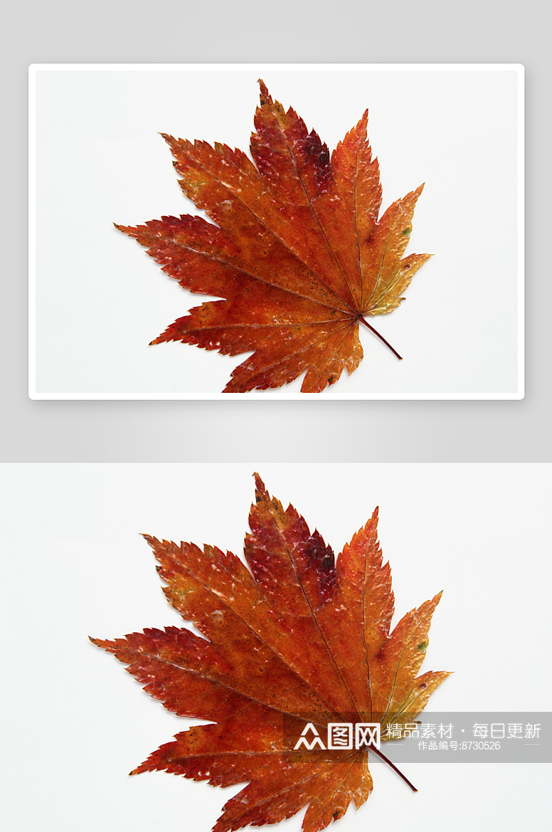 水彩秋叶摄影图片素材素材