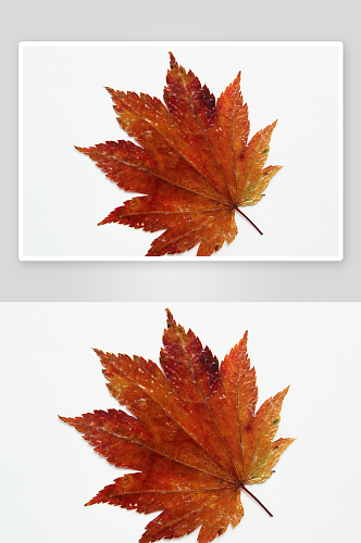 水彩秋叶摄影图片素材