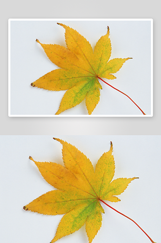 水彩秋叶摄影图片素材