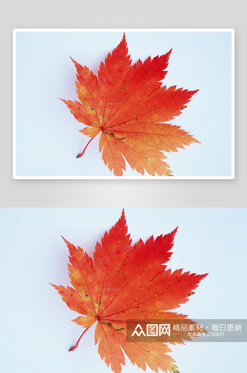 水彩秋叶摄影图片素材素材