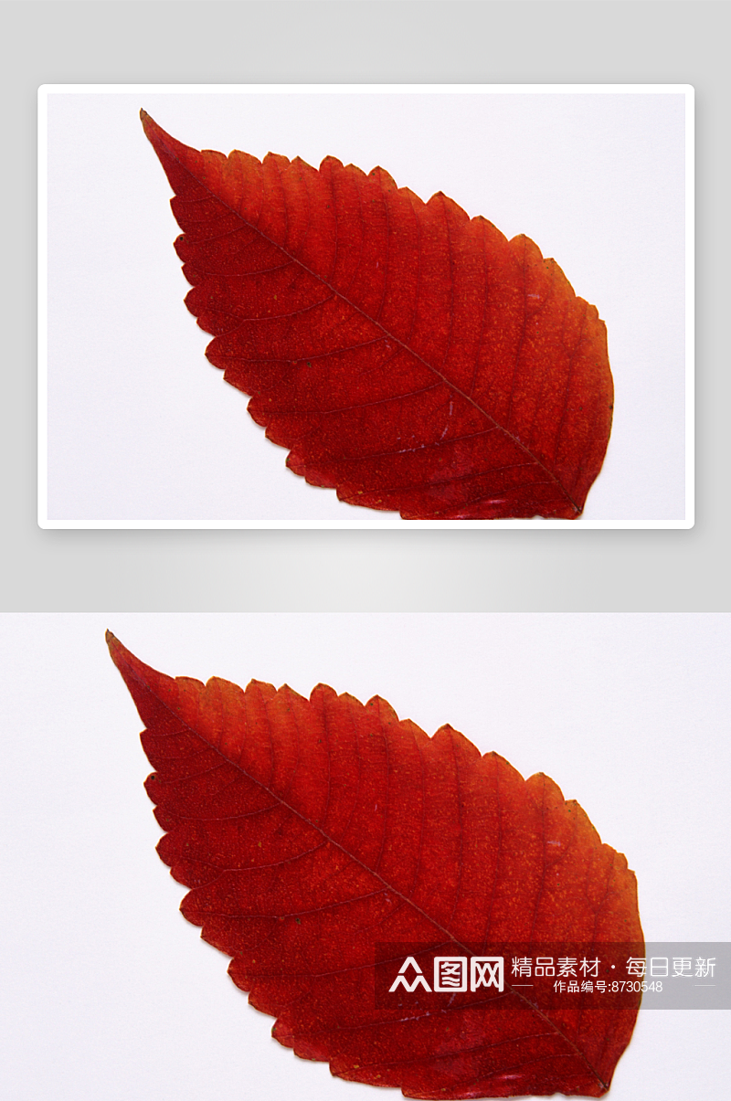 秋叶摄影图片素材素材