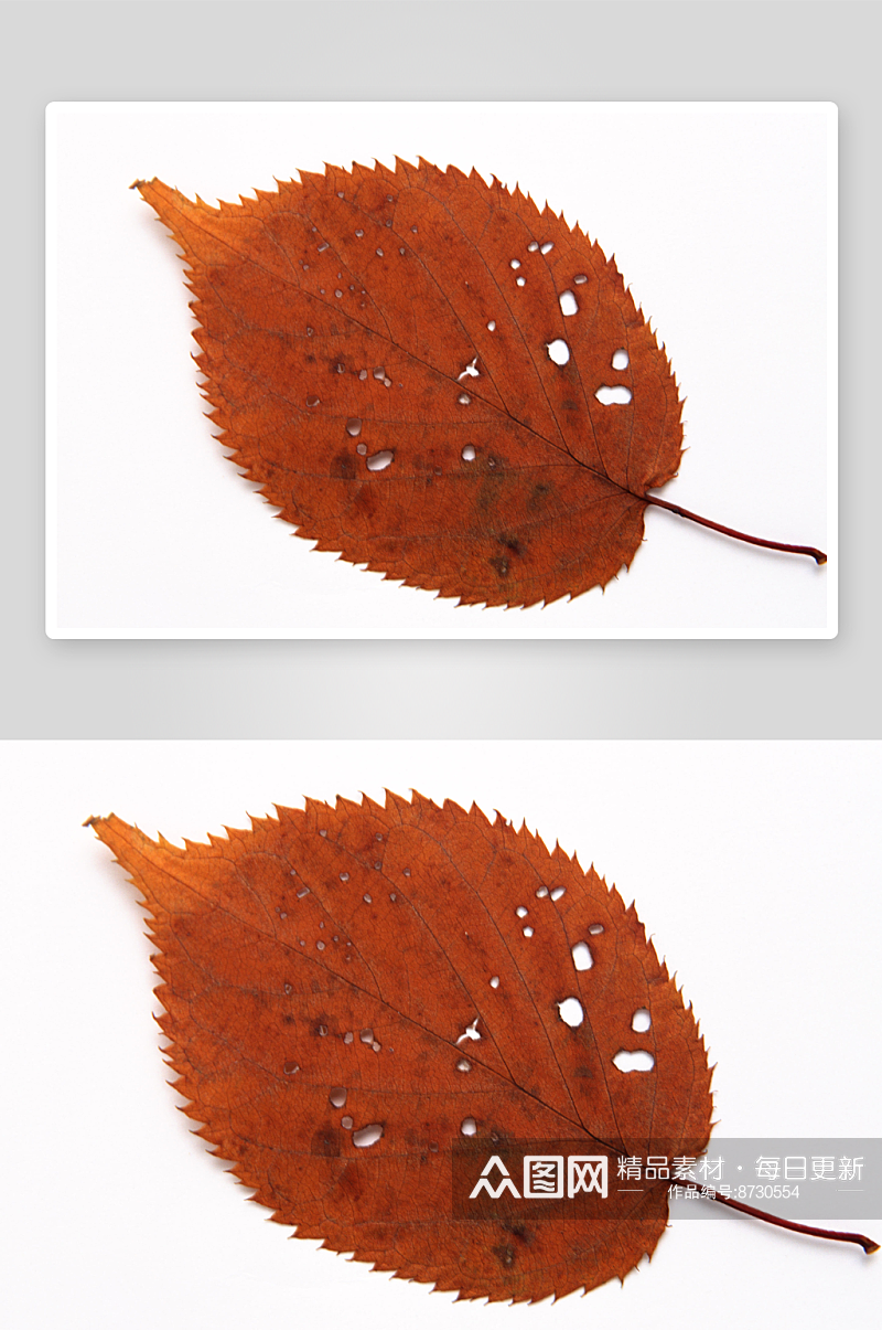 秋叶摄影图片素材素材