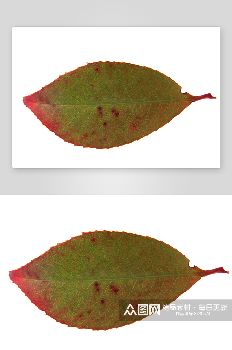 秋叶树叶摄影图片素材