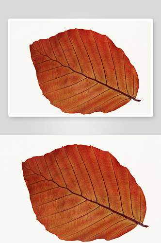 秋叶树叶摄影图片